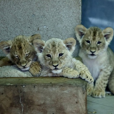 Śląski Ogród Zoologiczny