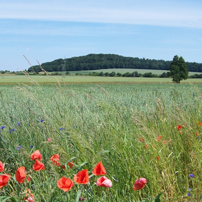 Rezerwat przyrody Góra Grojec
